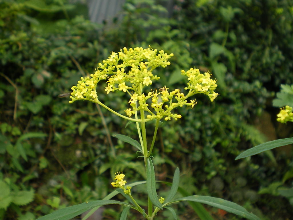 女郎花