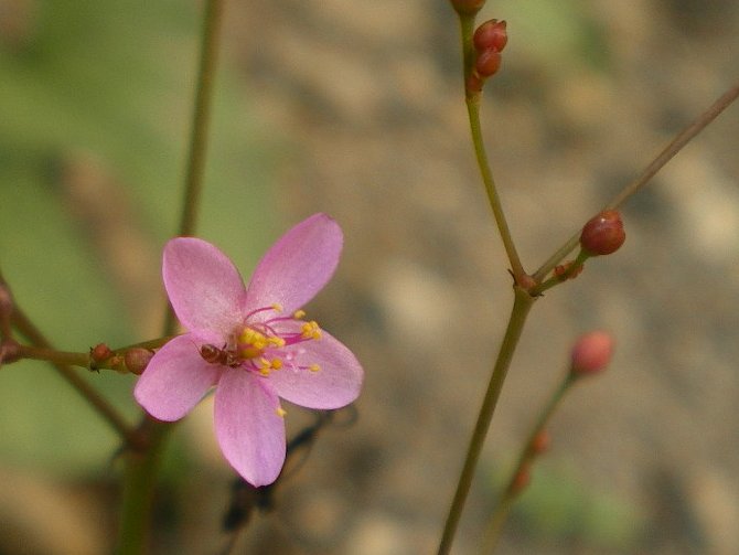 よよの花