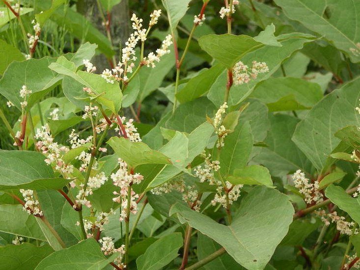 虎杖の花