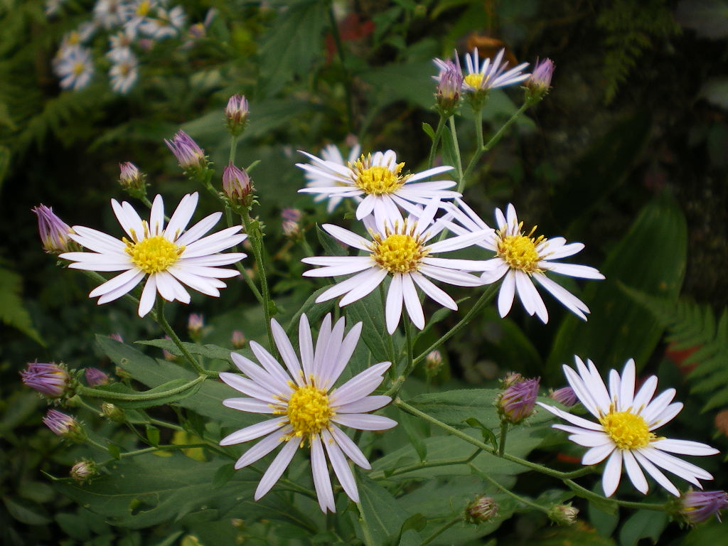 野紺菊