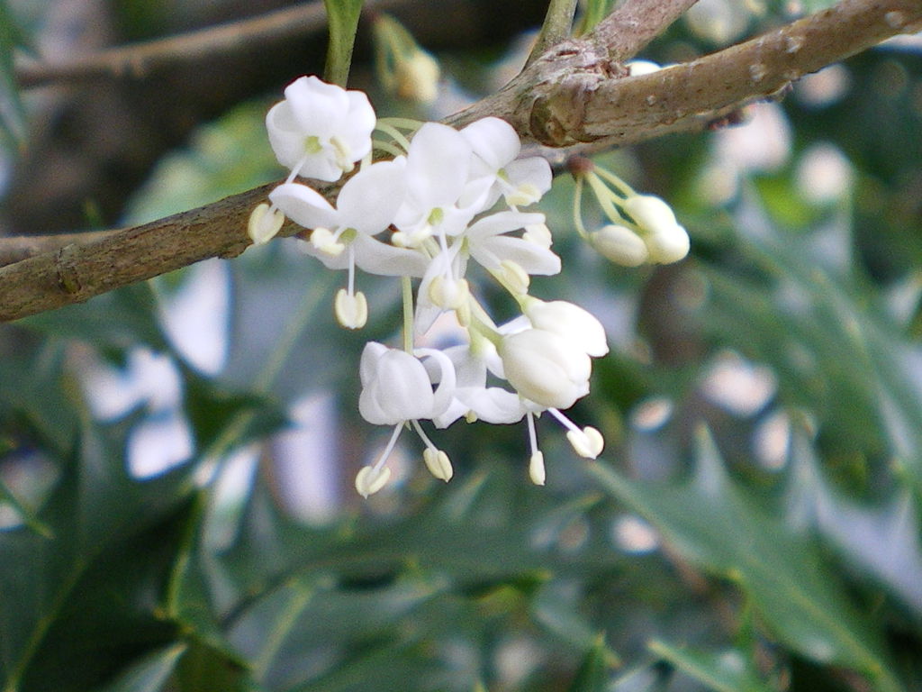 柊の花