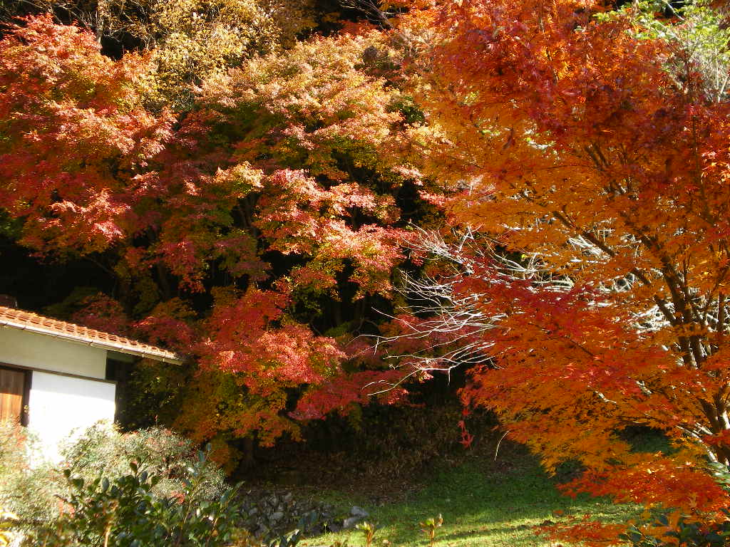 越原　紅葉