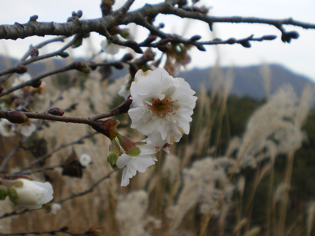 子福桜