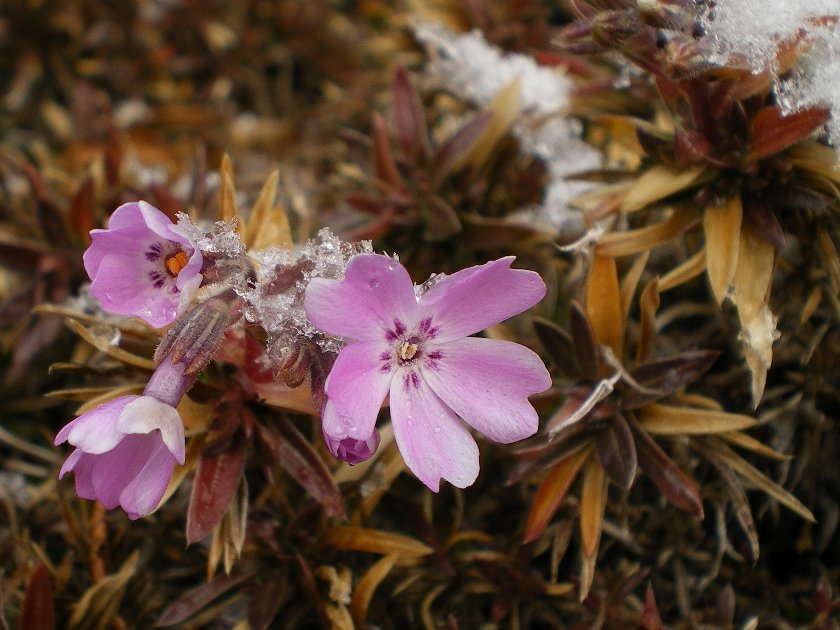 芝桜