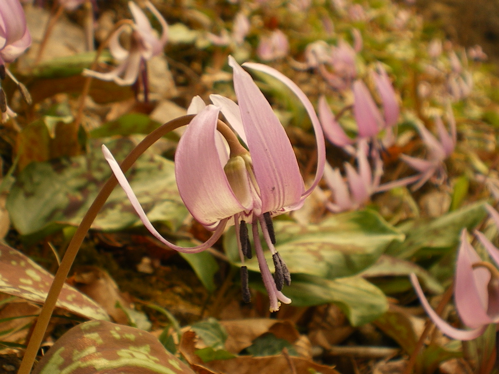 かたくりの花