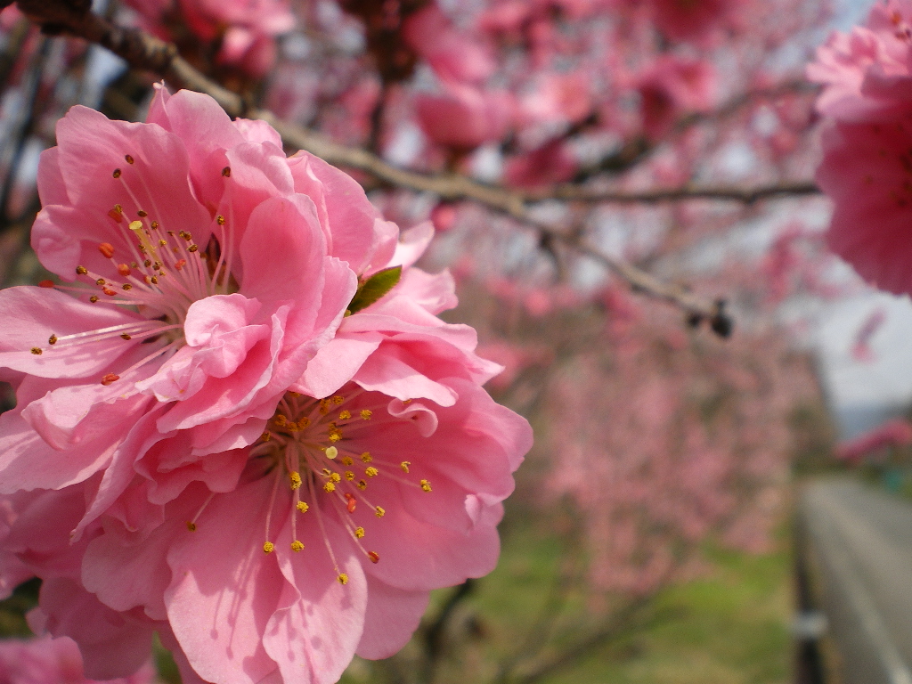 花桃