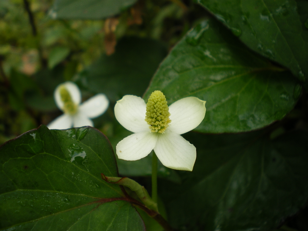 ドクダミの花