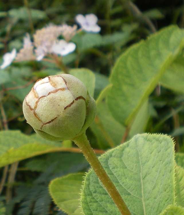 玉紫陽花　つぼみ