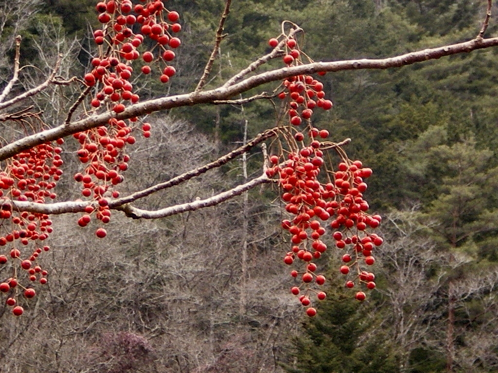 飯桐