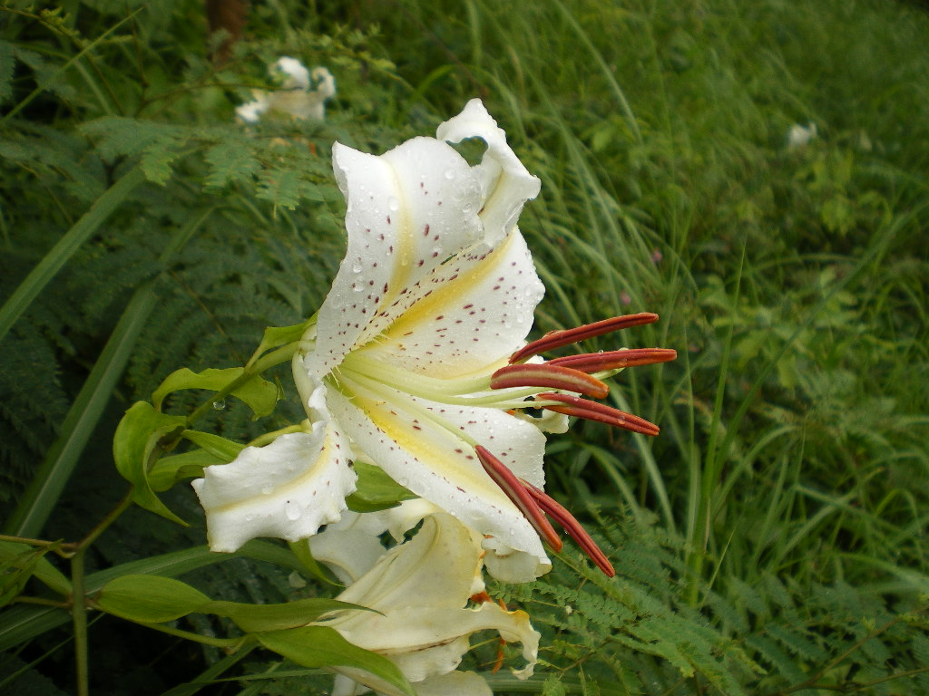 山百合