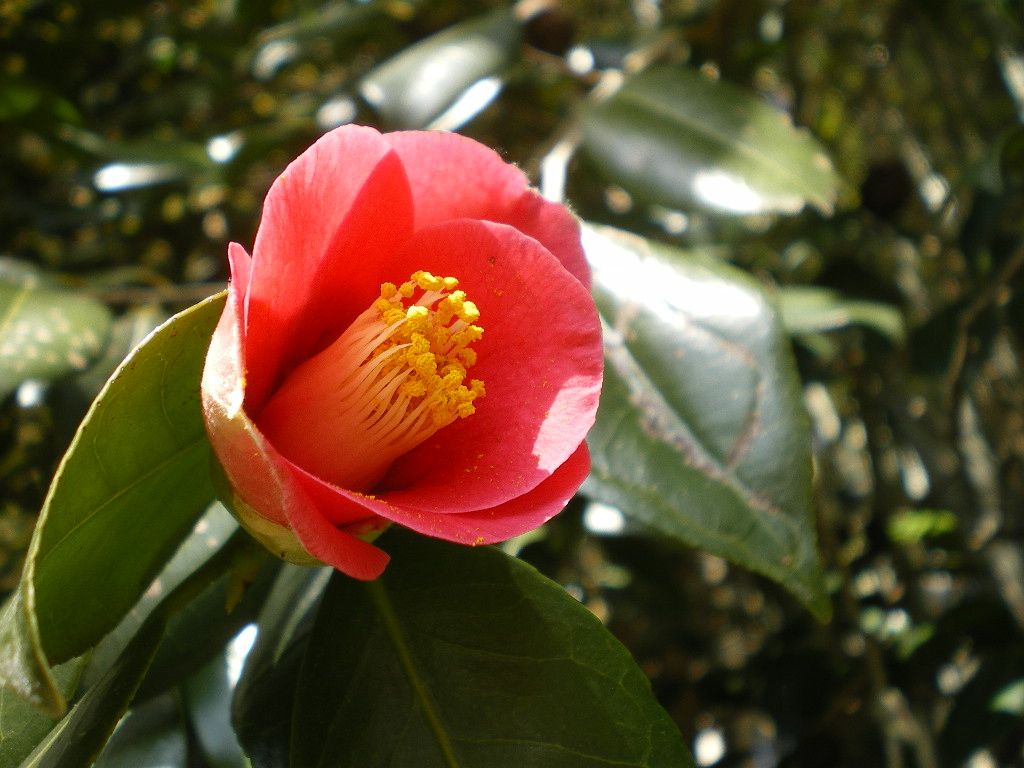 ヤブツバキの花