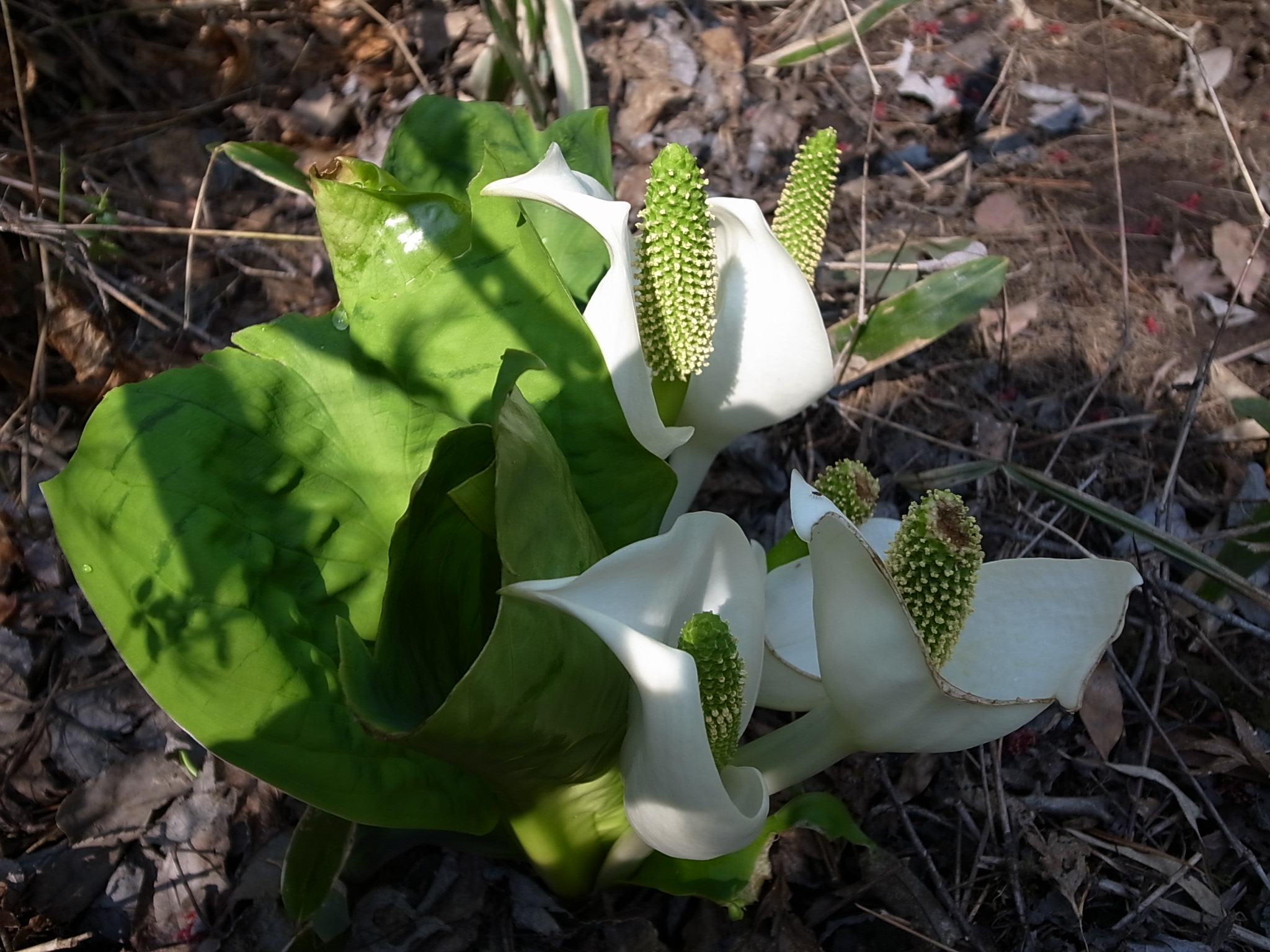 水芭蕉